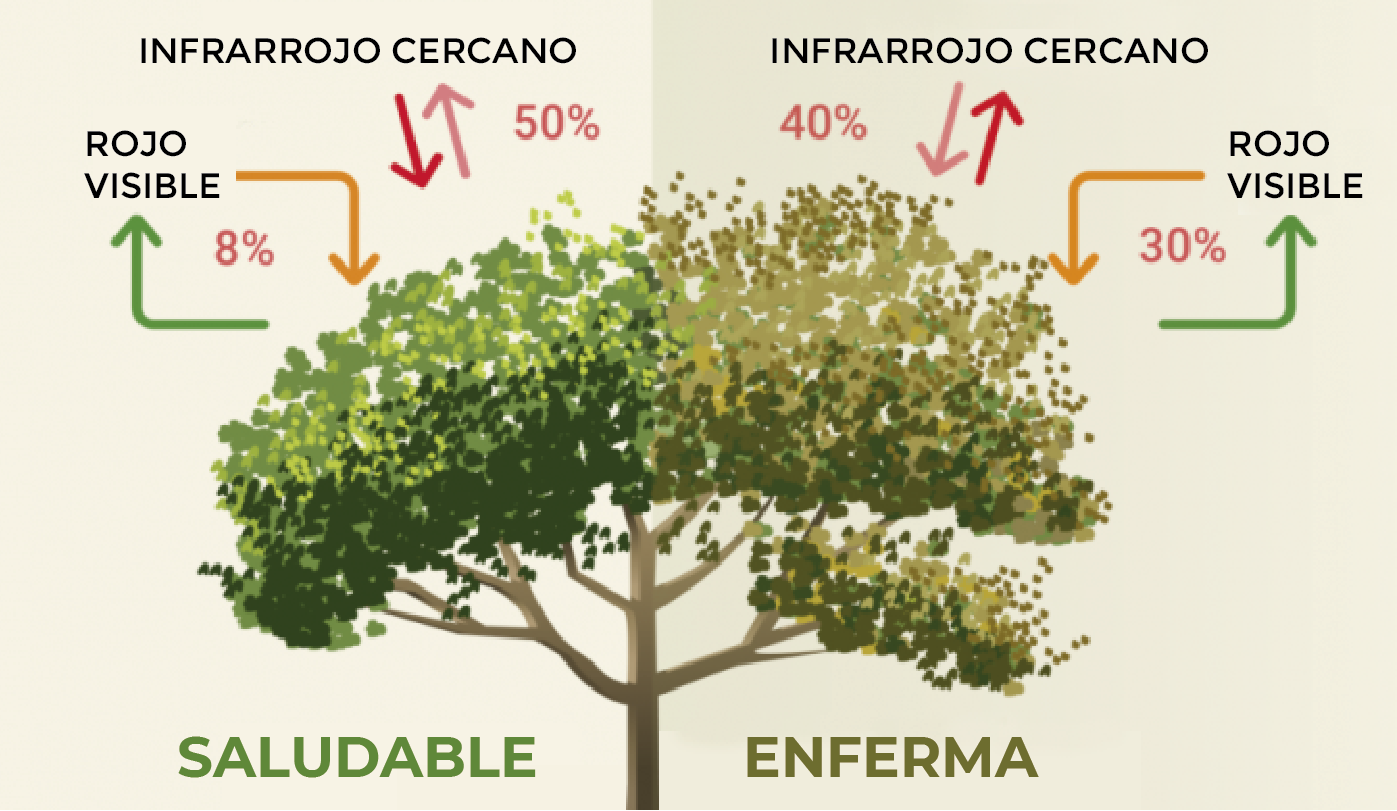 Explica NDVI OK-01